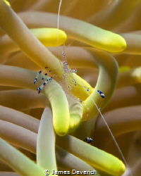 Sarasvati shrimp, chilling on the shrimp lounge. by James Deverich 